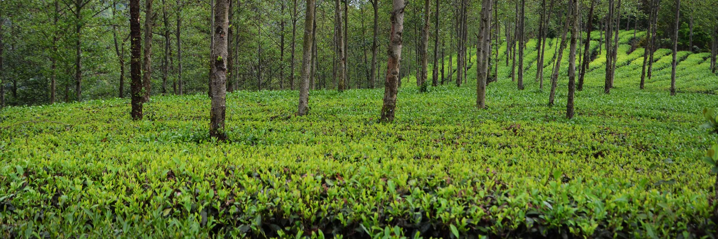 Wir von Teesign 77 beziehen unsere Tees direkt aus chinesischen wichtigen Teeanbauregionen: Yunnan, Fujian, Guangxi, Zhejiang, Taiwan.